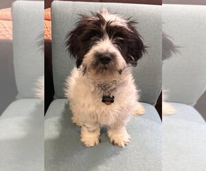 Basset Hound-Maltese Mix Dogs for adoption in Andover, MN, USA