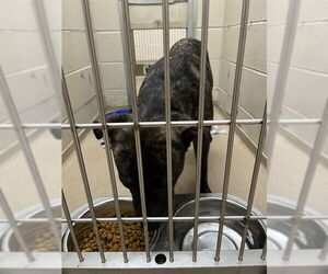 American Pit Bull Terrier Dogs for adoption in Decatur, IL, USA