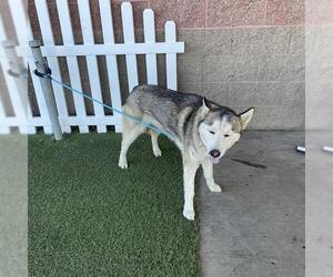 Siberian Husky Dogs for adoption in Modesto, CA, USA