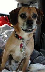Puggle Dogs for adoption in Non LIsted, WI, USA