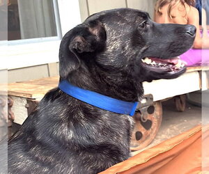 Labrador Retriever-Plott Hound Mix Dogs for adoption in Mount Airy, NC, USA