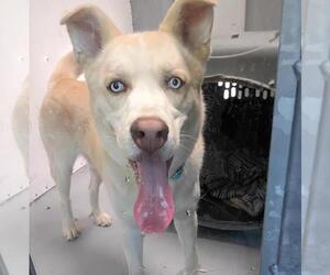 Siberian Husky-Unknown Mix Dogs for adoption in Las Vegas, NV, USA