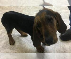 Basset Hound Dogs for adoption in Batavia, OH, USA