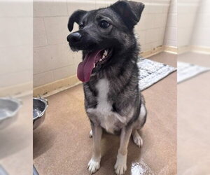 Norwegian Elkhound Dogs for adoption in Anchorage, AK, USA
