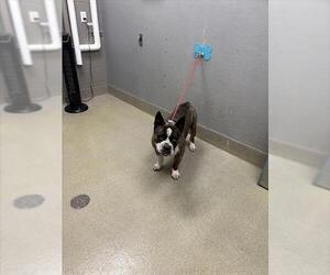 French Bulldog-Siberian Husky Mix Dogs for adoption in Las Vegas, NV, USA