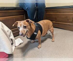 Dachshund-Unknown Mix Dogs for adoption in Pasadena, CA, USA