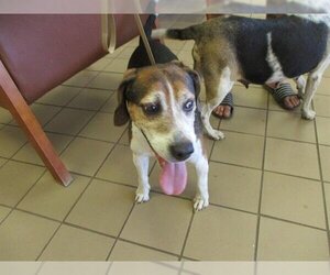 Beagle-Unknown Mix Dogs for adoption in Ocala, FL, USA