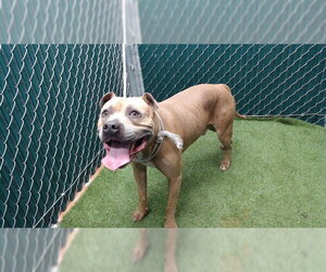 Mutt Dogs for adoption in Downey, CA, USA