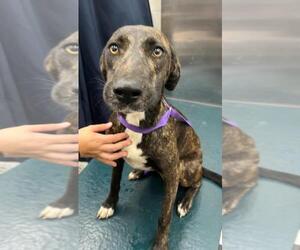 Unknown-Whippet Mix Dogs for adoption in Mobile, AL, USA