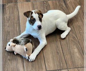 Mutt Dogs for adoption in Hilton Head, SC, USA