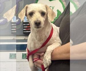 Poodle (Miniature)-Unknown Mix Dogs for adoption in San Bernardino, CA, USA