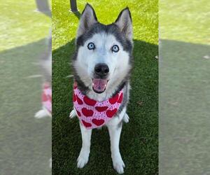 Siberian Husky Dogs for adoption in Downey, CA, USA