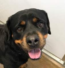 Rottweiler Dogs for adoption in Mills, WY, USA