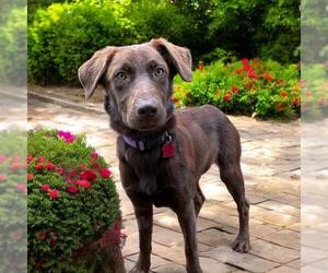 Labrador Retriever-Unknown Mix Dogs for adoption in San Diego, CA, USA