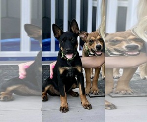 Mutt Dogs for adoption in Scottsboro, AL, USA