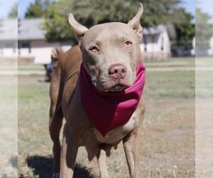 American Staffordshire Terrier-Unknown Mix Dogs for adoption in San Antonio, TX, USA