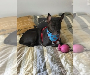 American Staffordshire Terrier Dogs for adoption in Santa Monica, CA, USA