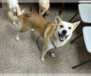 Mutt Dogs for adoption in Martinsburg, WV, USA