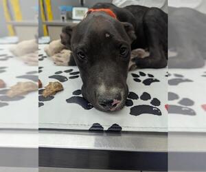 American Pit Bull Terrier-Unknown Mix Dogs for adoption in Las Vegas, NV, USA