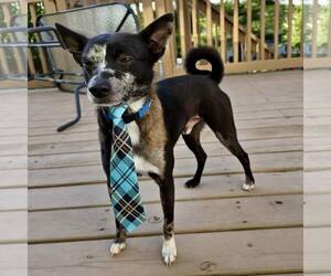Basenji-Unknown Mix Dogs for adoption in New Oxford , PA, USA