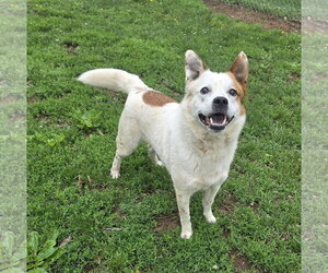 Siberian Husky-Unknown Mix Dogs for adoption in Martinsburg, WV, USA