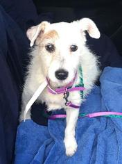 Jack Russell Terrier Dogs for adoption in Columbus, OH, USA