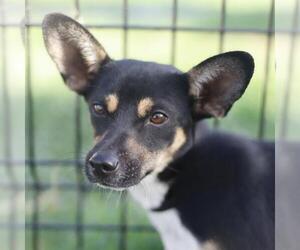 Chihuahua-Unknown Mix Dogs for adoption in San Antonio, TX, USA
