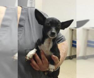 Chihuahua-Unknown Mix Dogs for adoption in Gulfport, MS, USA