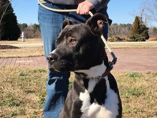 American Pit Bull Terrier Dogs for adoption in Windsor, VA, USA