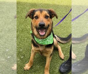 German Shepherd Dog-Unknown Mix Dogs for adoption in Fayetteville, NC, USA