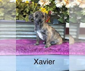 Mutt Dogs for adoption in Los Banos, CA, USA