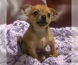 Chiranian Dogs for adoption in Arlington, VA, USA