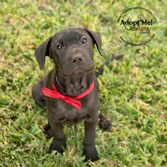 Small Chinese Shar-Pei Mix