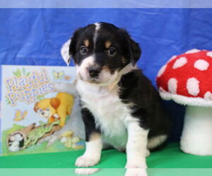 Dachshund-Unknown Mix Dogs for adoption in Wakefield, RI, USA