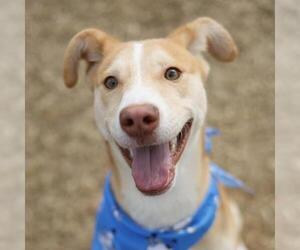 Siberian Husky-Unknown Mix Dogs for adoption in San Antonio, TX, USA