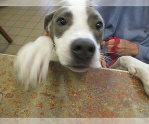 American Pit Bull Terrier-Unknown Mix Dogs for adoption in Ocala, FL, USA