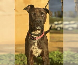 Labrador Retriever Dogs for adoption in Santa Barbara, CA, USA