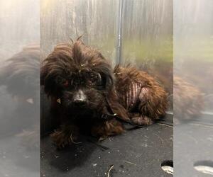Miniature Schnauzer-Unknown Mix Dogs for adoption in San Antonio, TX, USA