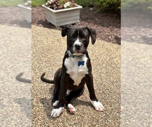 American Pit Bull Terrier Dogs for adoption in Spring Lake, NJ, USA