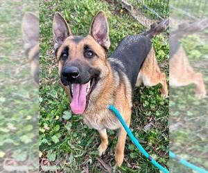 German Shepherd Dog Dogs for adoption in Sacramento, CA, USA