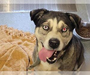 Siberian Husky-Unknown Mix Dogs for adoption in Orange, CA, USA