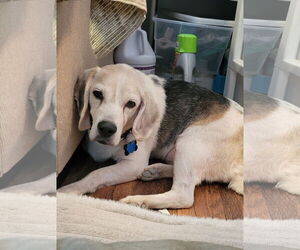 Beagle Dogs for adoption in Las Vegas, NV, USA