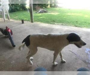 American Water Spaniel Dogs for adoption in San Antonio, TX, USA