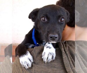 Border Collie-Unknown Mix Dogs for adoption in Carrollton, TX, USA