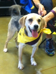 Beagle Dogs for adoption in Morganton, NC, USA