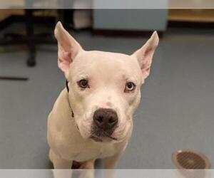 Miniature French Bull Terrier Dogs for adoption in Denver, CO, USA