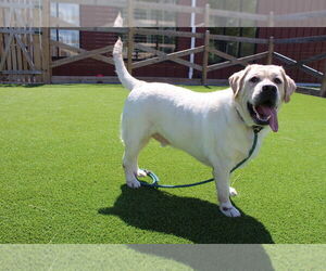 Labrador Retriever Dogs for adoption in Chestertown, MD, USA