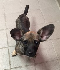 Chiweenie Dogs for adoption in Matawan, NJ, USA