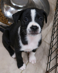 View Ad: Border Collie-Boston Terrier Mix Dog for Adoption ...