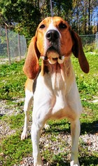 Treeing Walker Coonhound Dogs for adoption in Lake City, MI, USA
